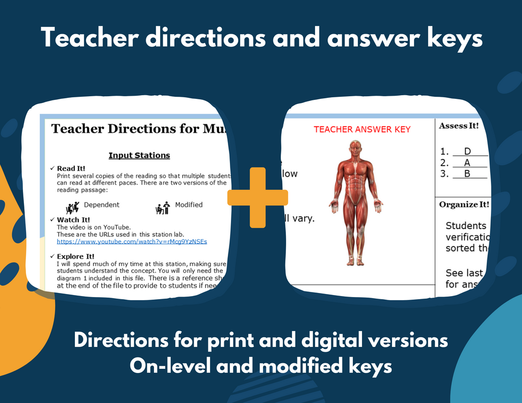 Muscular System Station Lab - MS