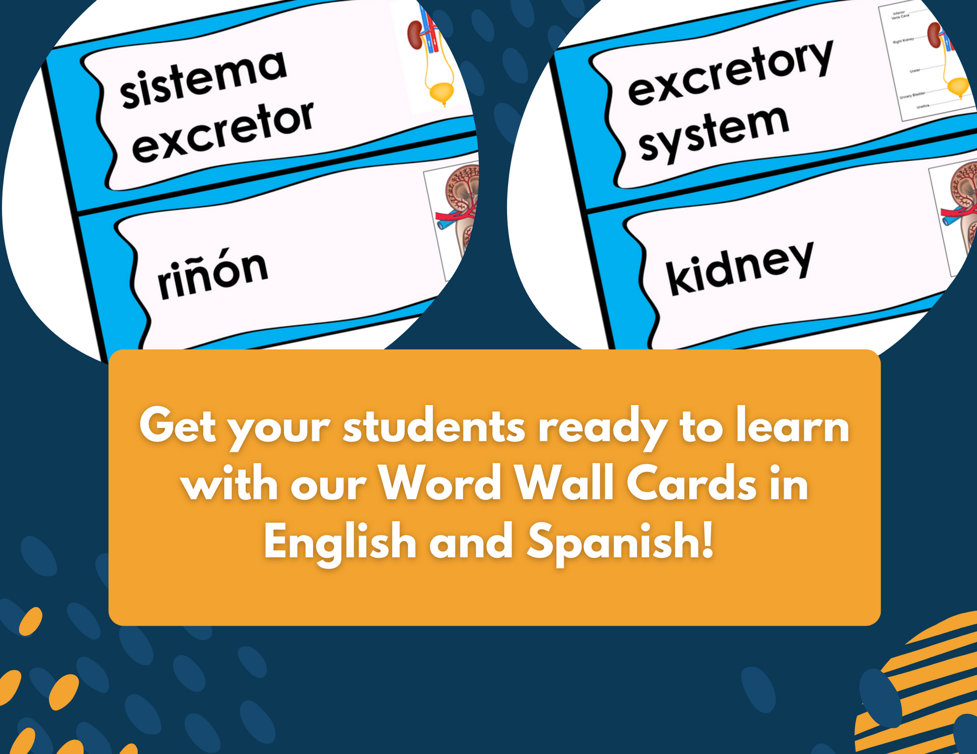 Excretory System Complete Lesson Plan - MS