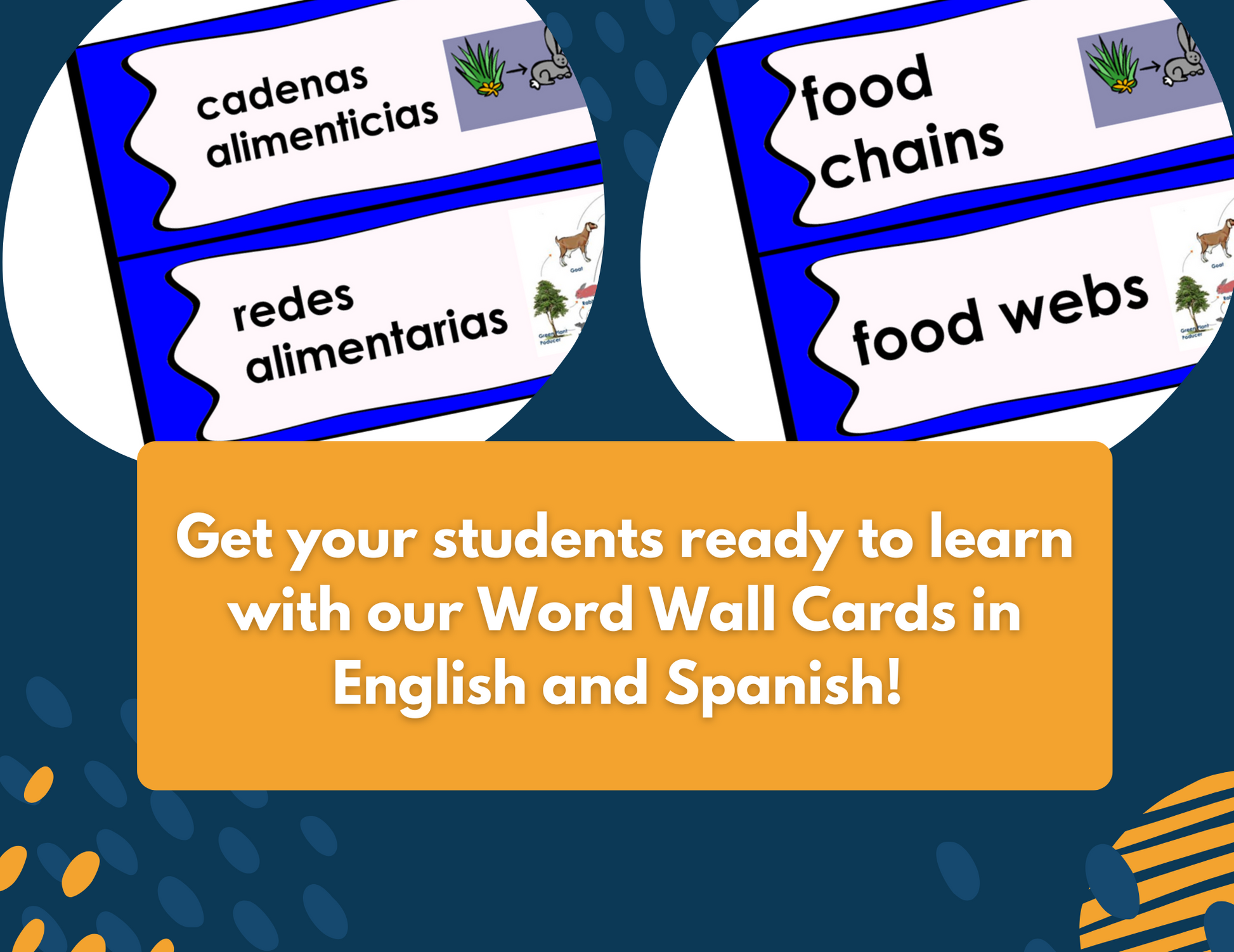 Food Webs & Food Chains Complete Lesson Plan - MS