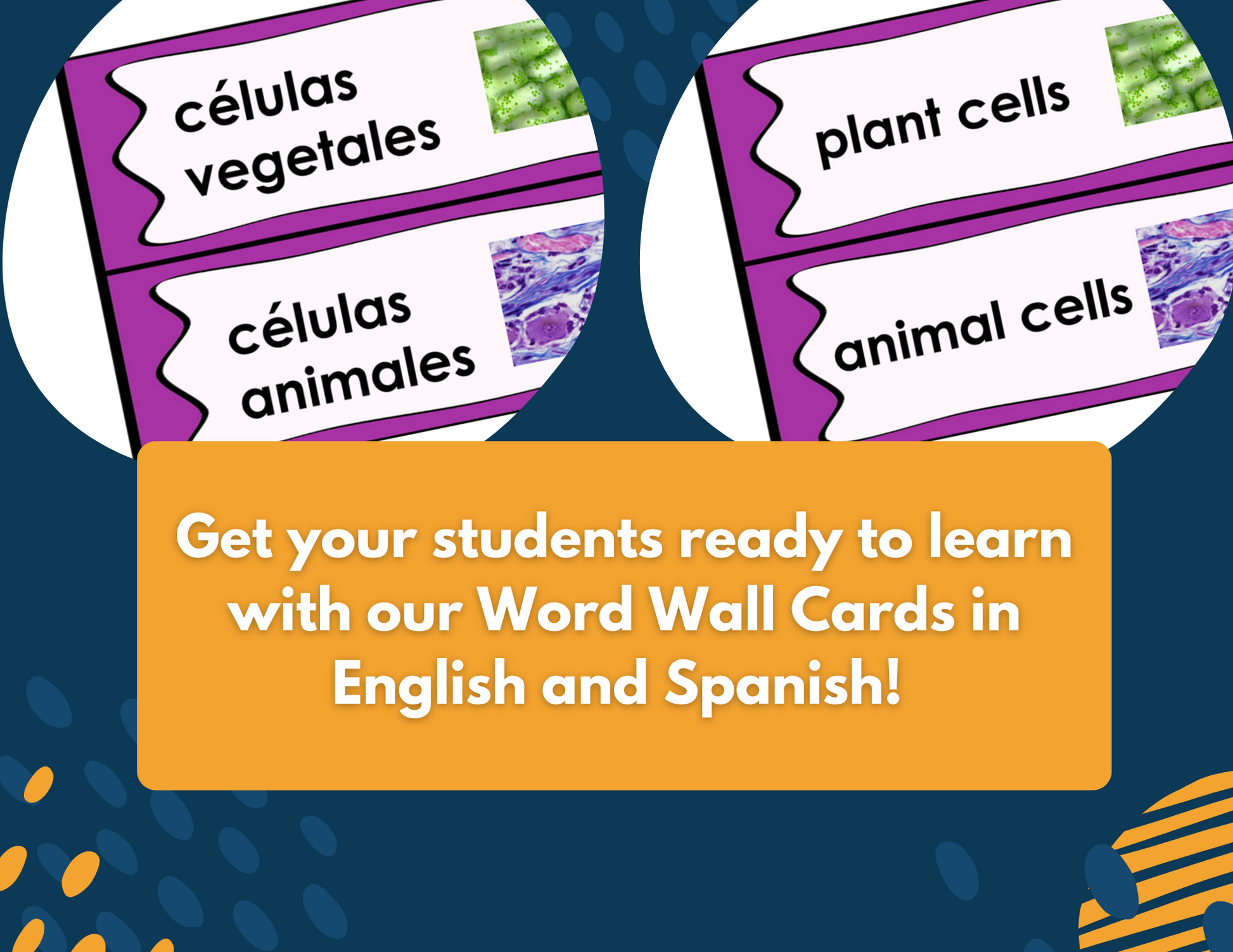 Plant & Animal Cells Complete Lesson Plan - MS