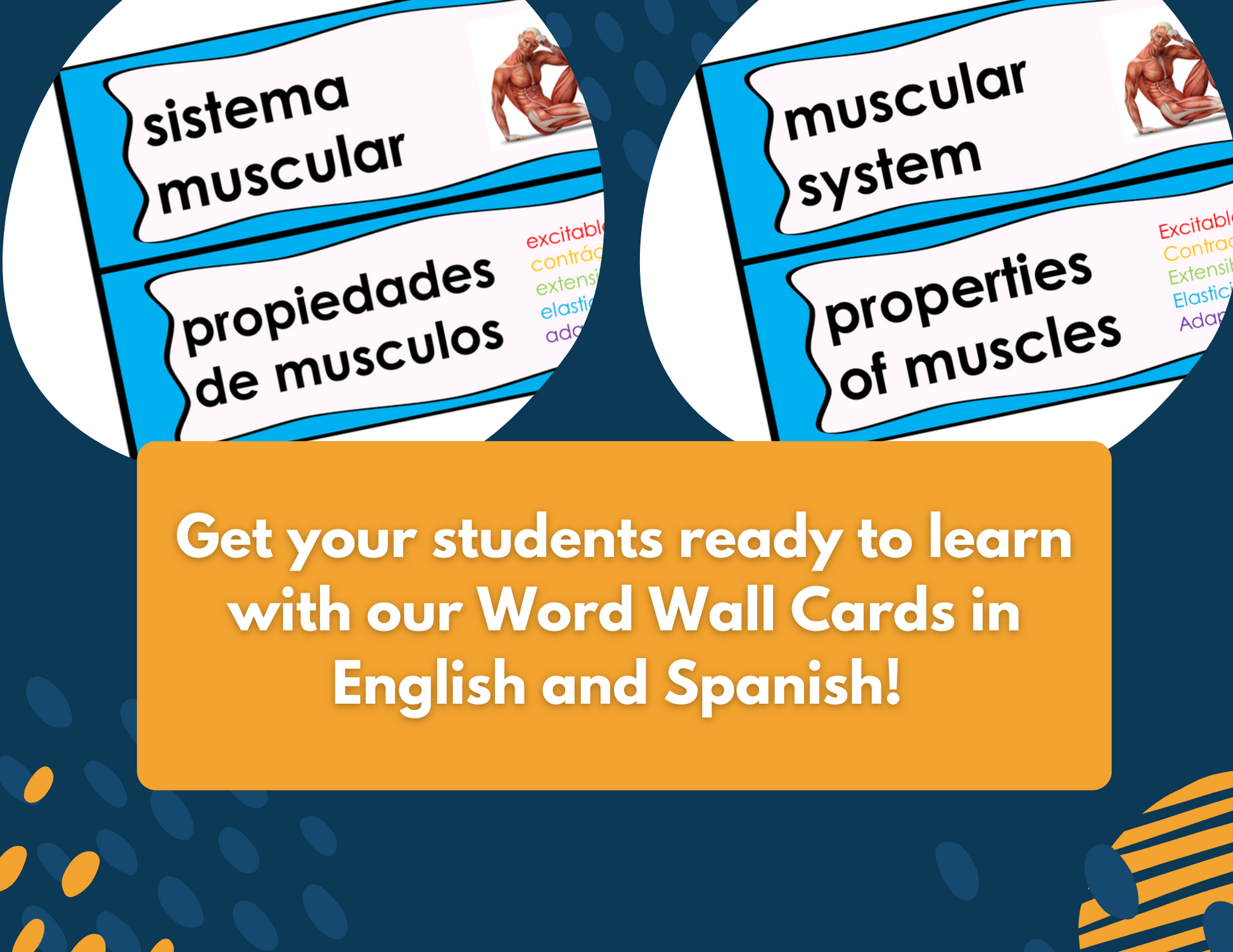 Muscular System Complete Lesson Plan - MS
