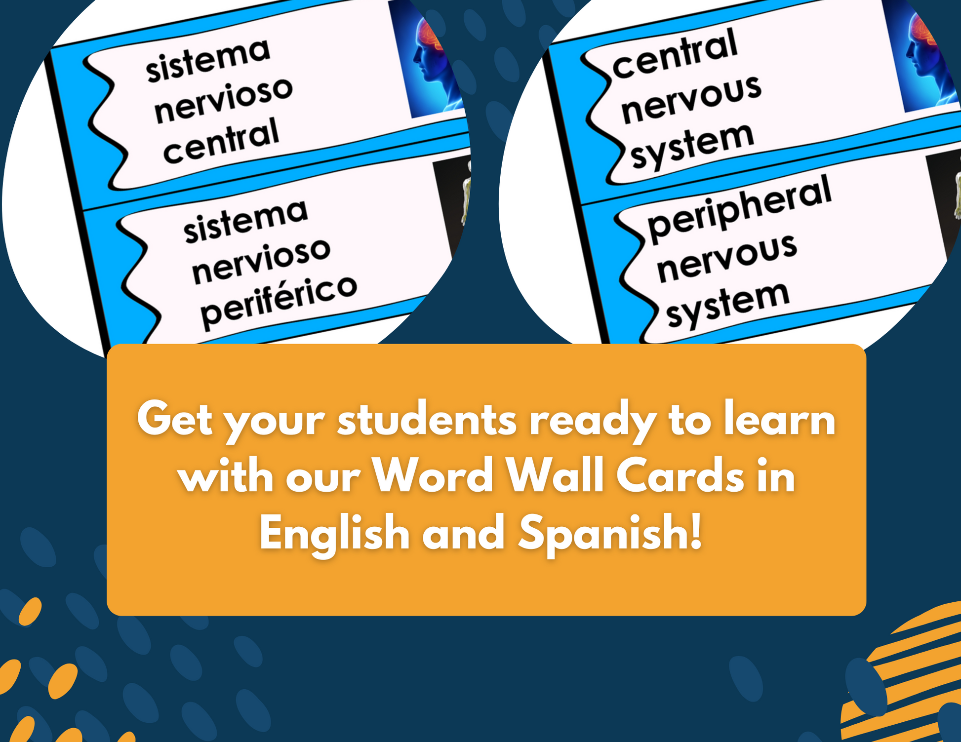 Nervous System Complete Lesson Plan - MS