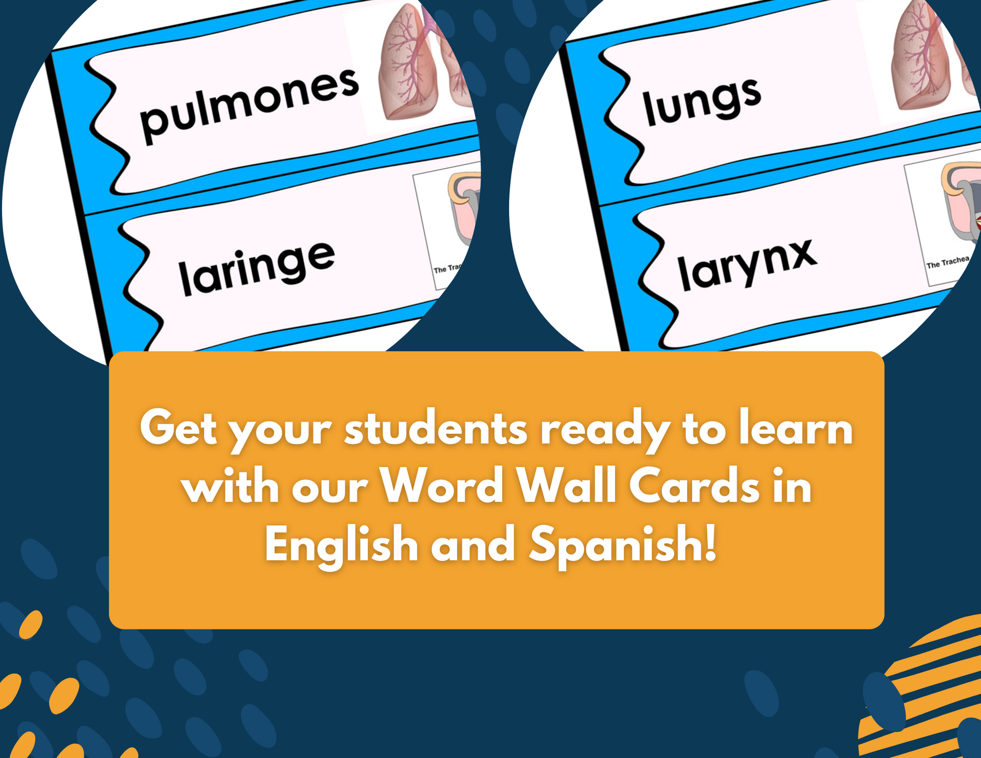 Respiratory System Complete Lesson Plan - MS