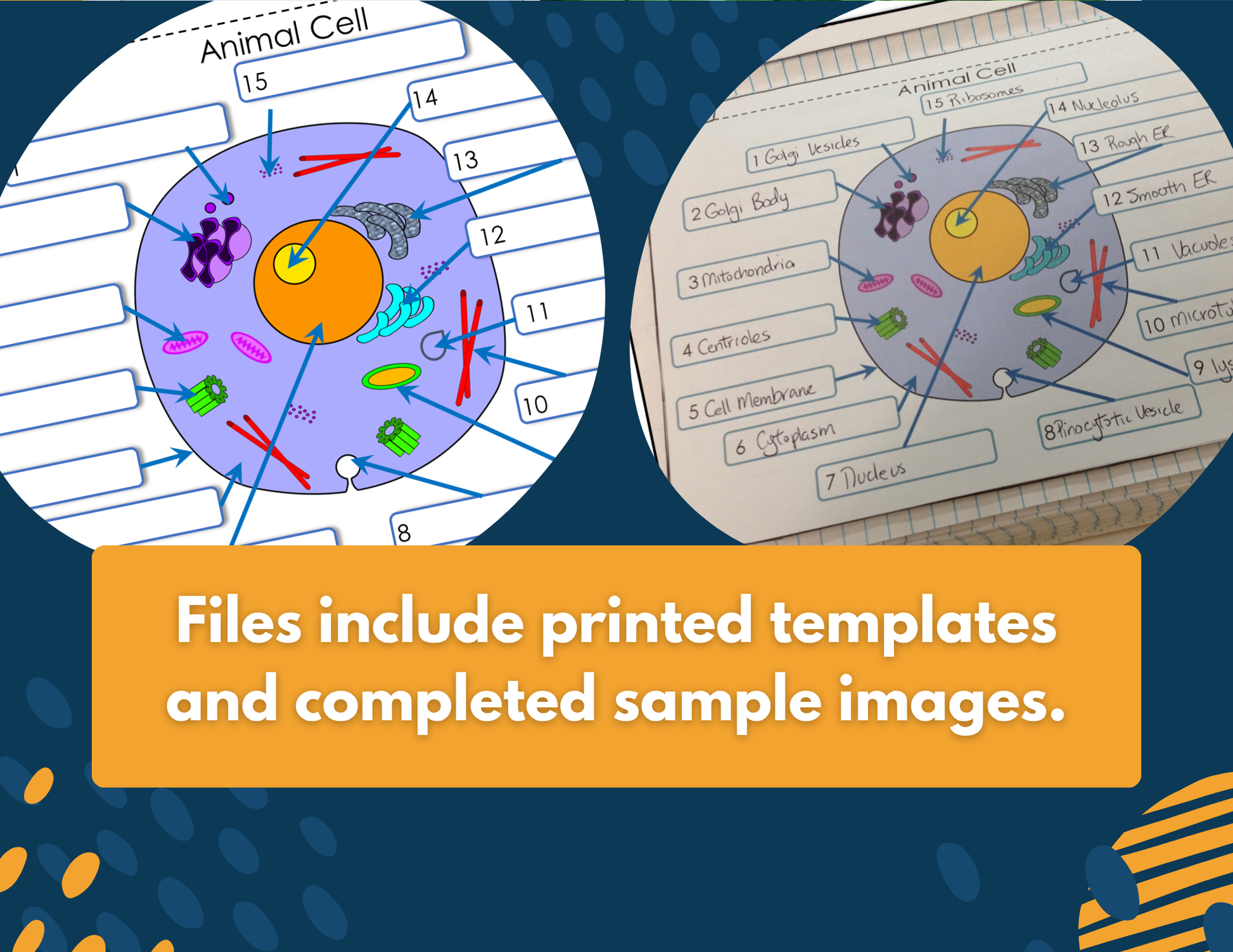 Structure of Life Interactive Notebook Pages - Digital & Print INB - MS 6-8