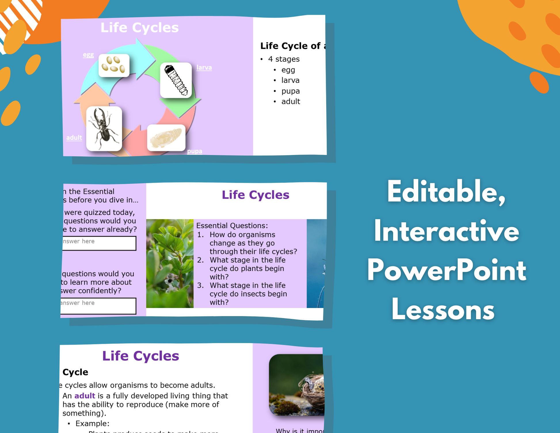 Life Cycles - Complete Lesson Plan - 4th Grade