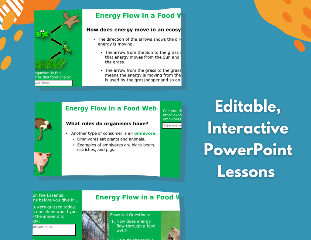 Energy Flow in a Food Web - Complete Lesson Plan - 4th Grade