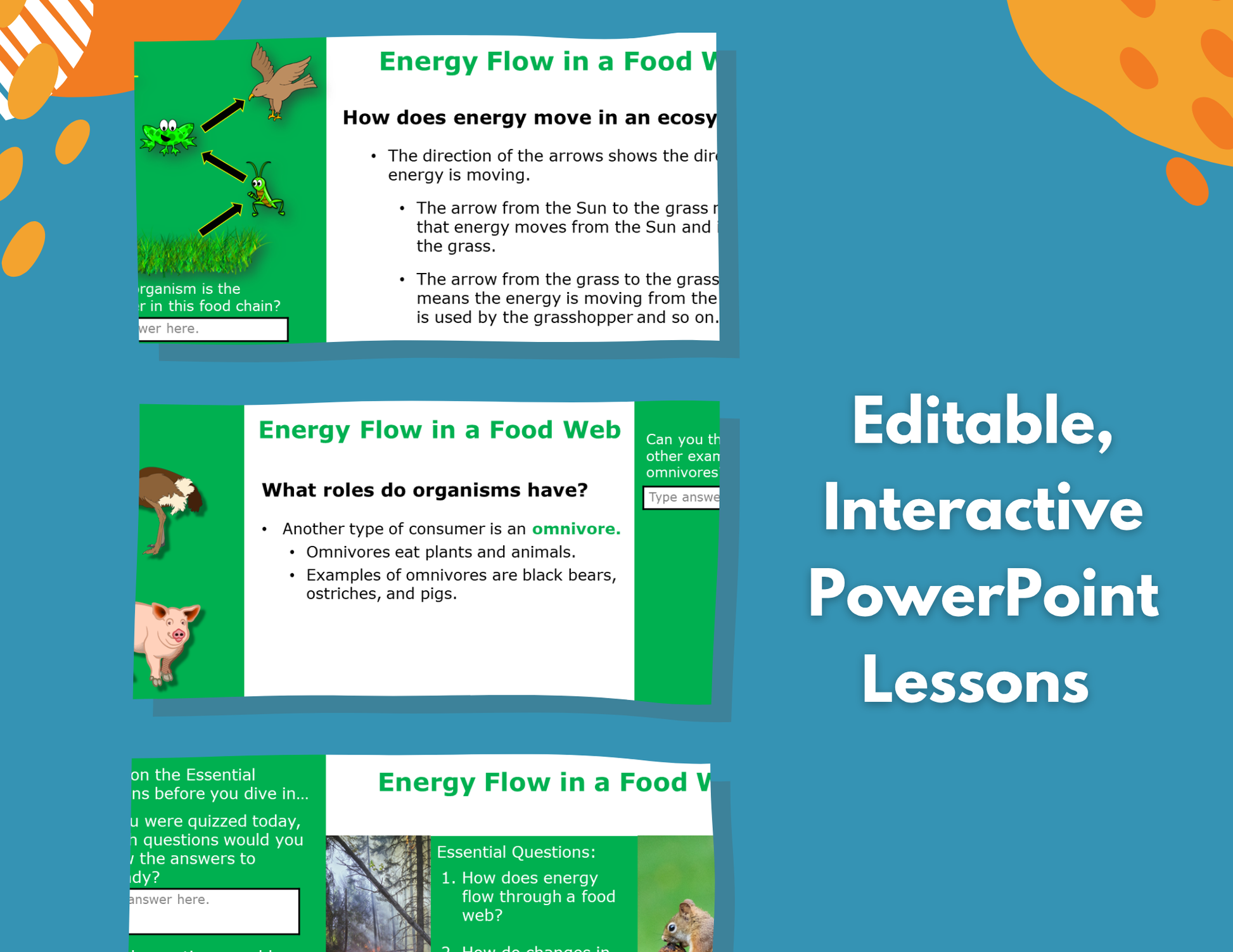 Energy Flow in a Food Web - Complete Lesson Plan - 4th Grade
