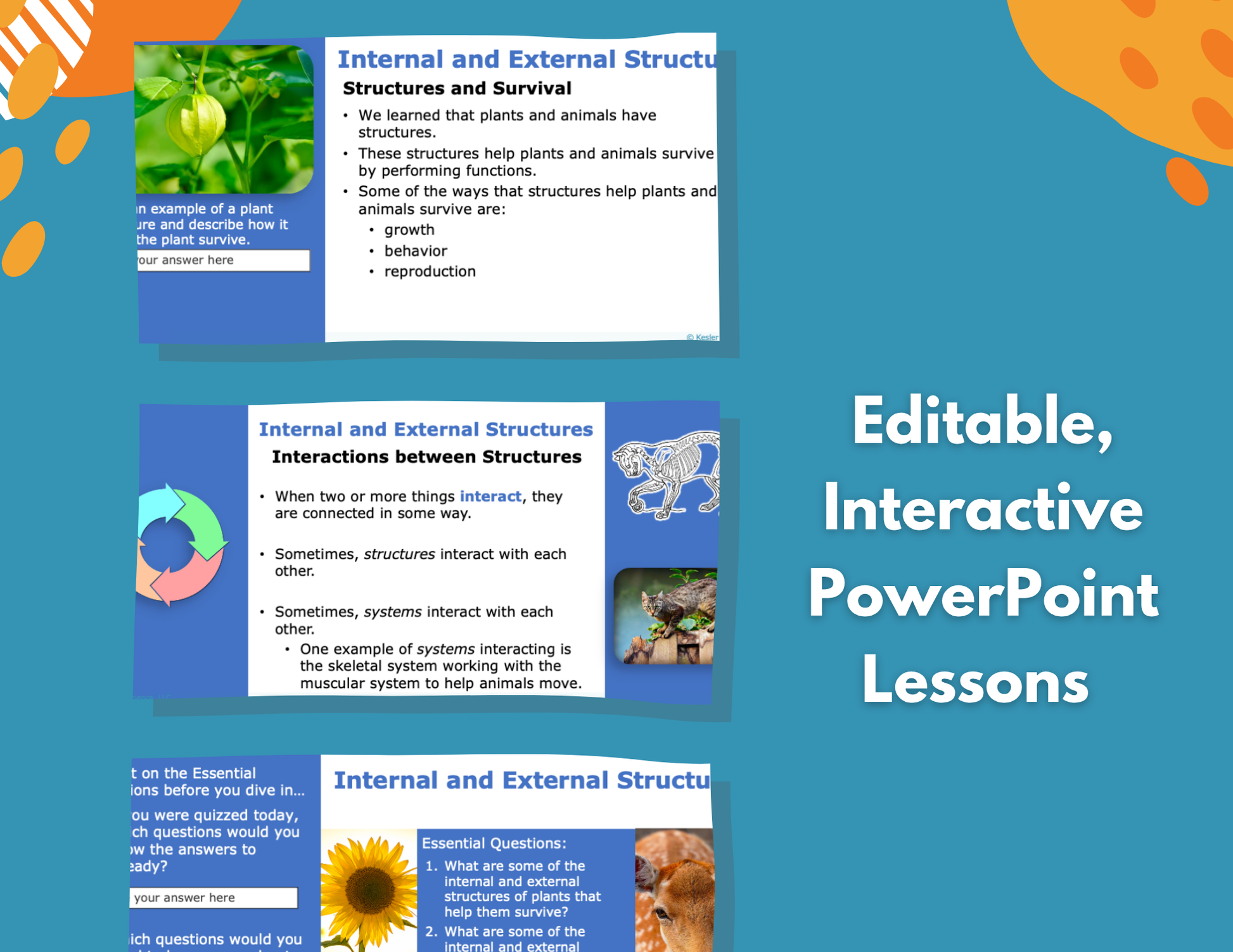 Internal & External Structures - Complete Lesson Plan - NGSS 4-LS1-1 - 4th Grade