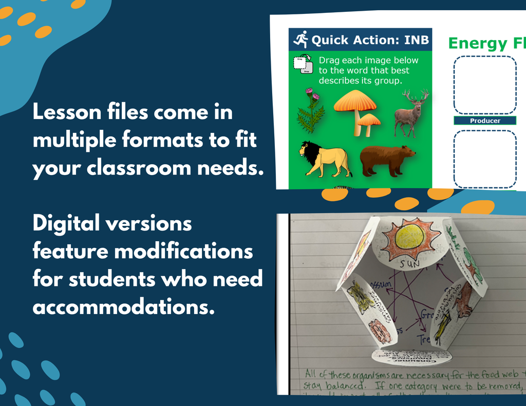 Energy Flow in a Food Web - Complete Lesson Plan - 4th Grade