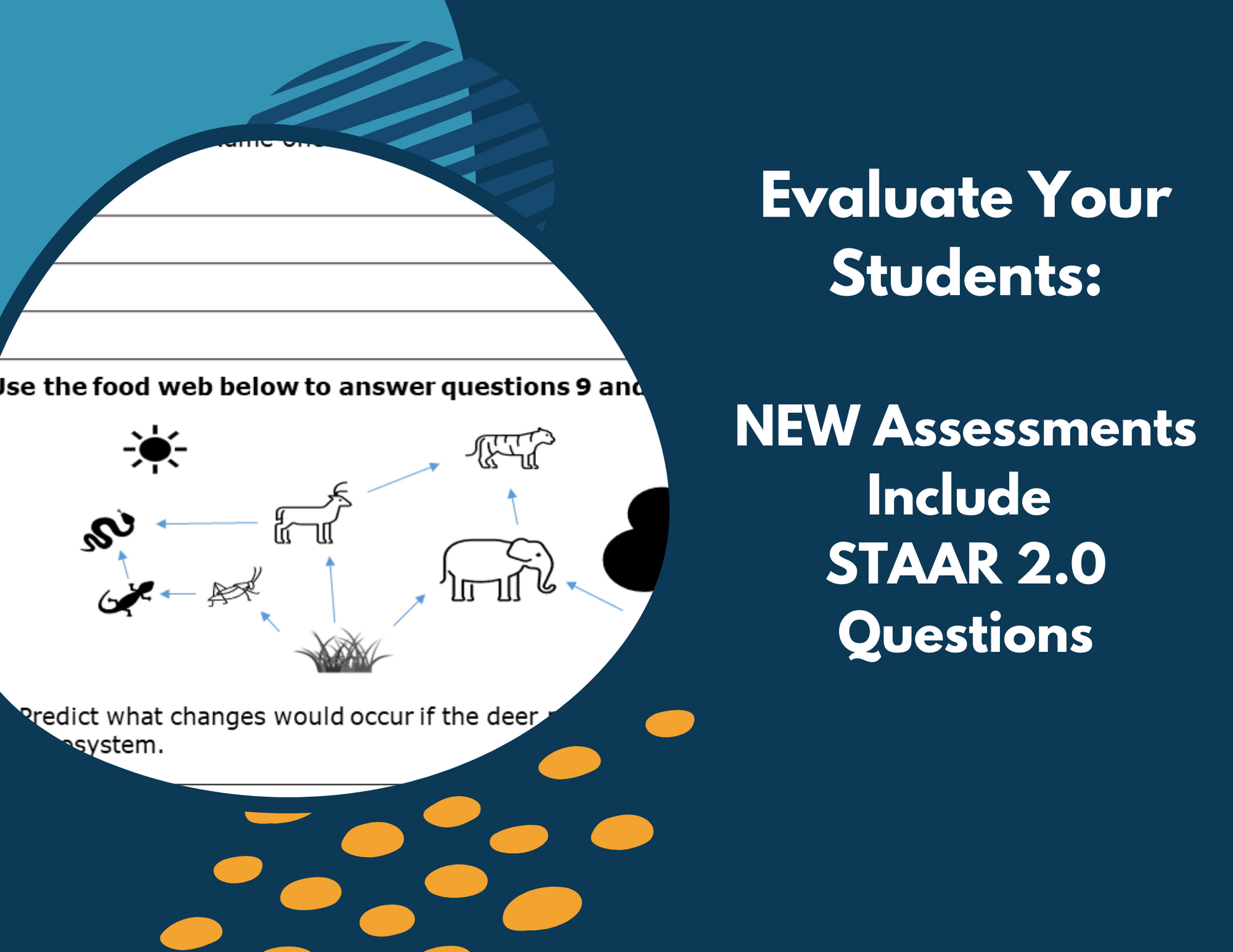 Energy Flow in a Food Web - Complete Lesson Plan - 4th Grade