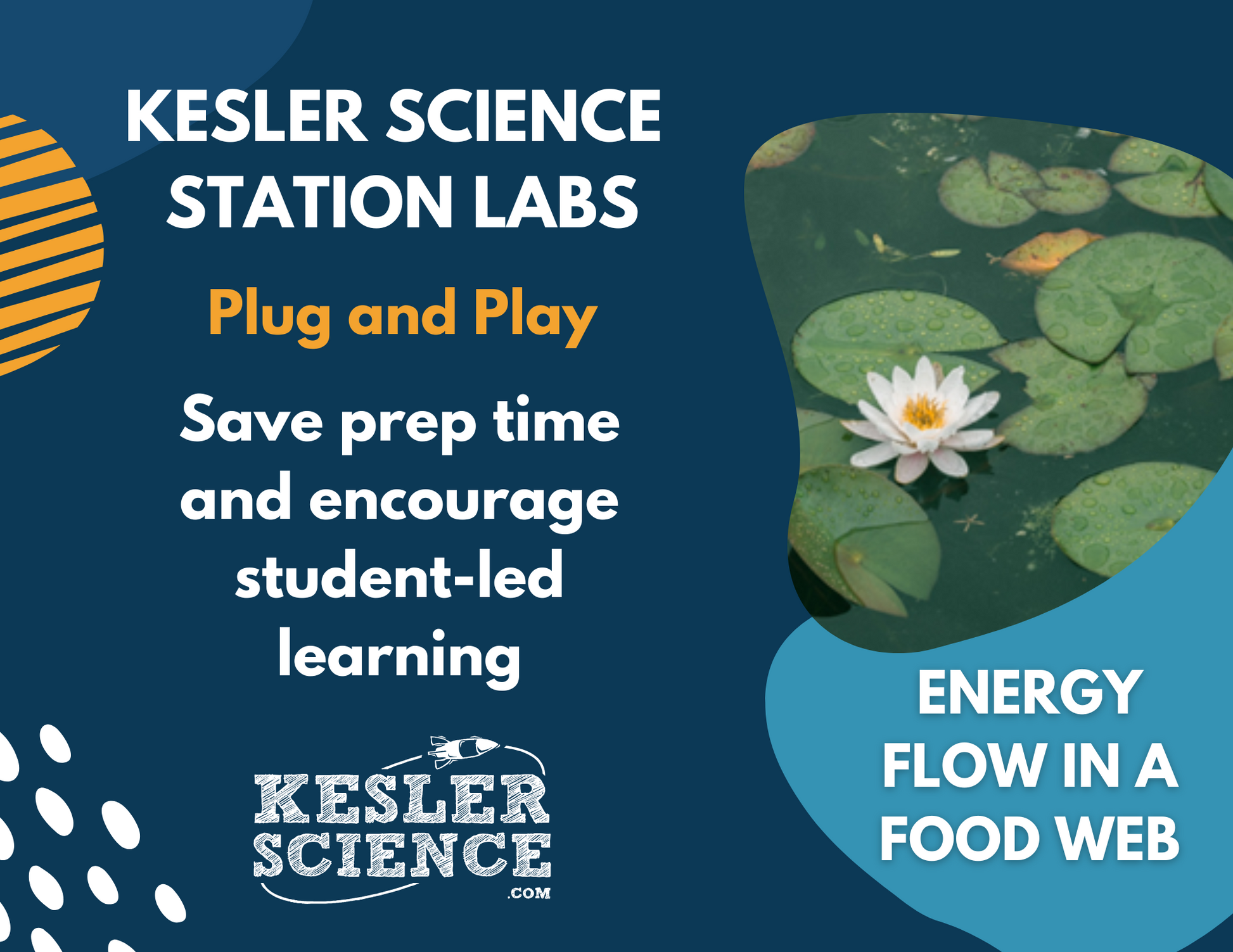 Energy Flow in a Food Web - Student-Led Station Lab - 4th Grade