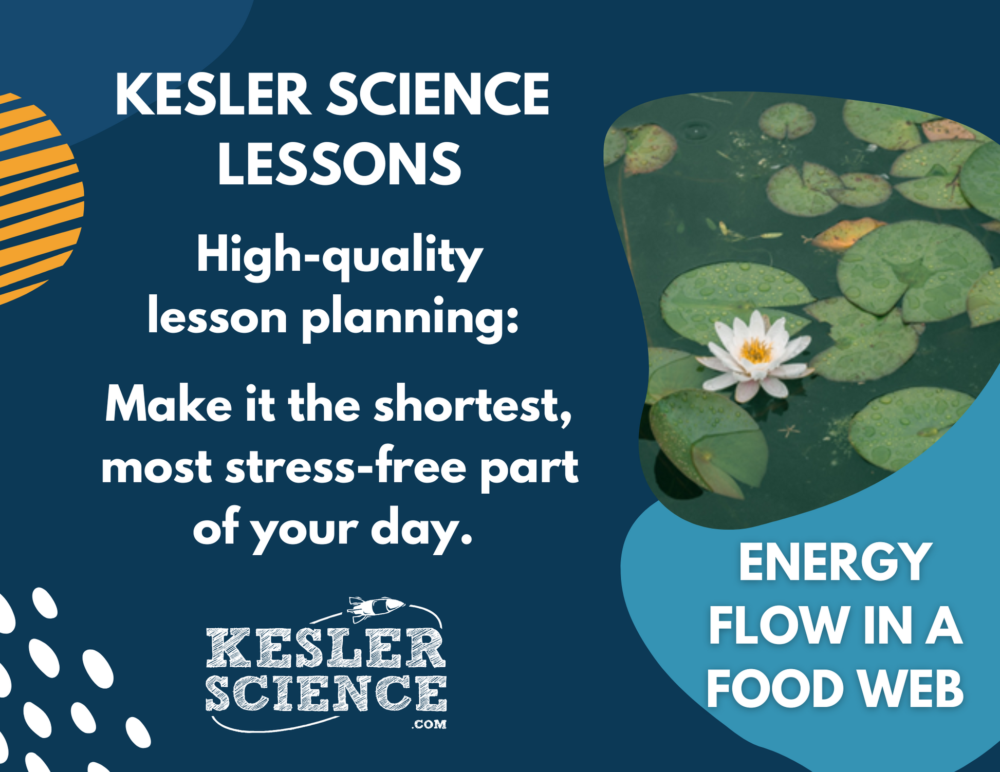 Energy Flow in a Food Web - Complete Lesson Plan - 4th Grade