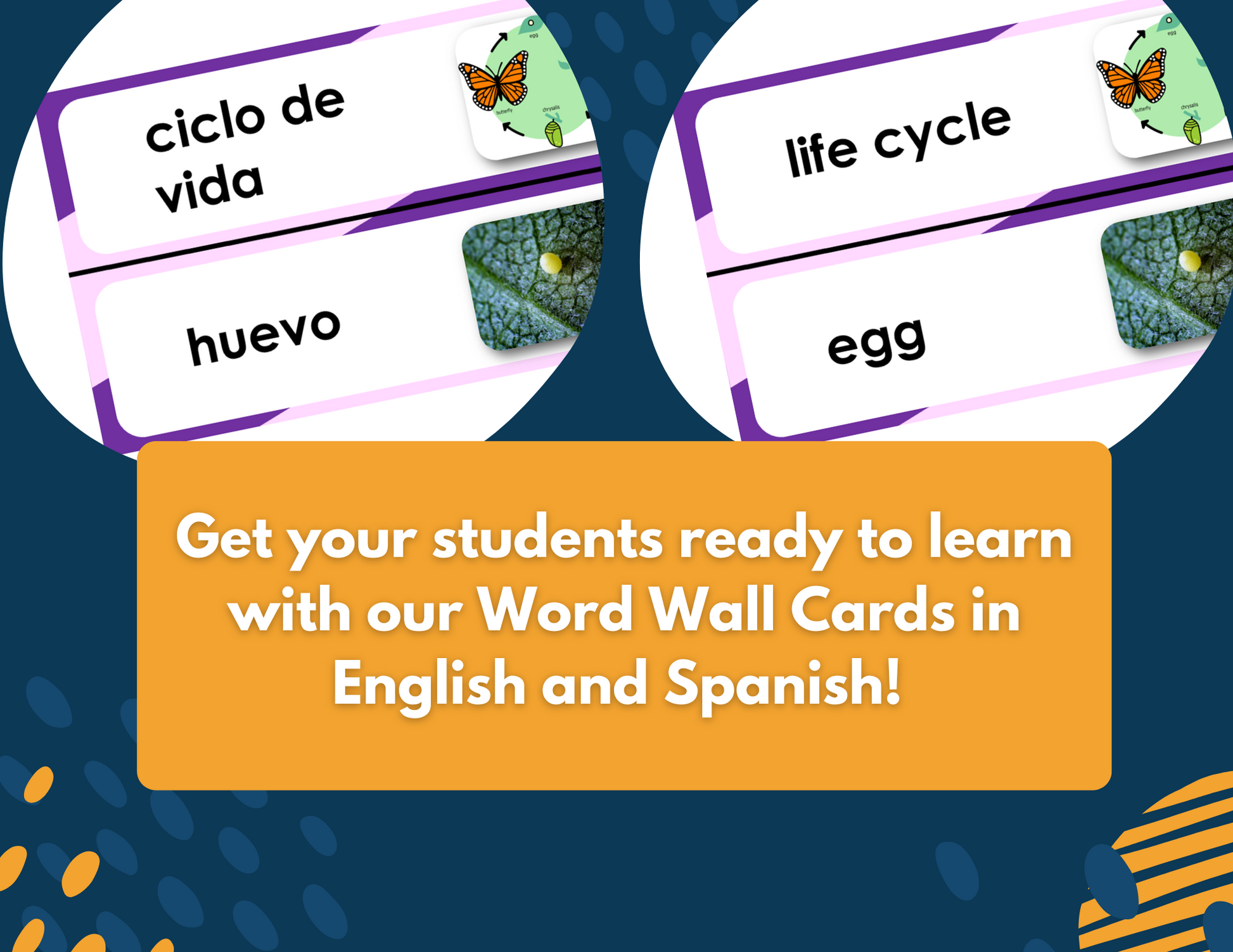 Life Cycles - Complete Lesson Plan - 4th Grade