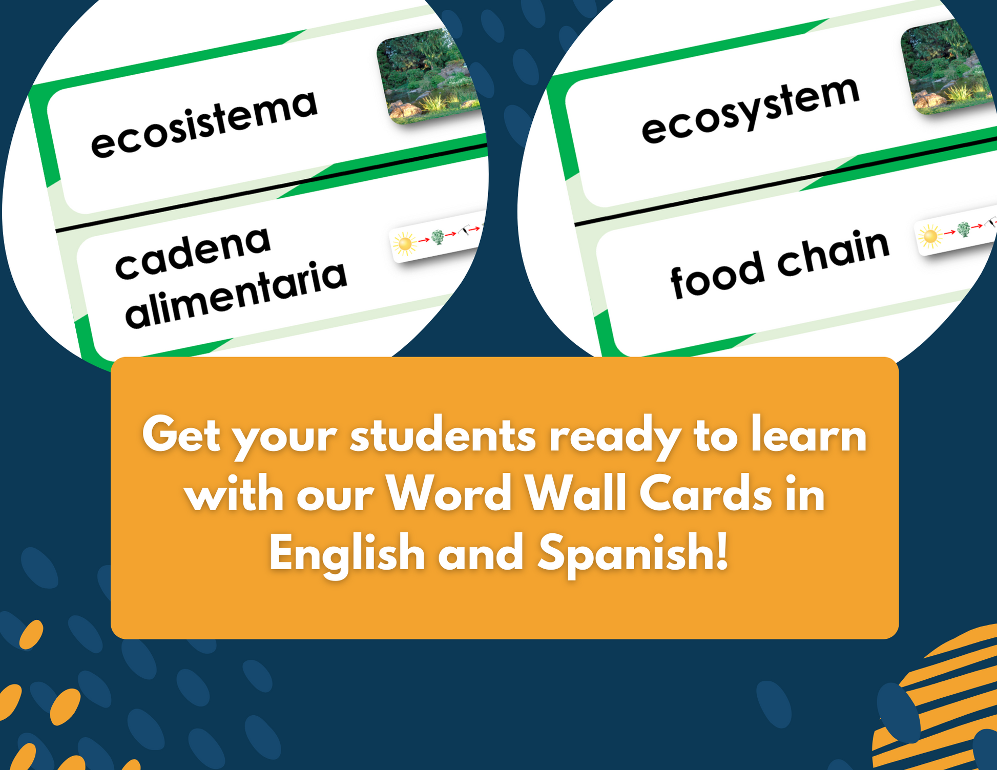 Energy Flow in a Food Web - Complete Lesson Plan - 4th Grade