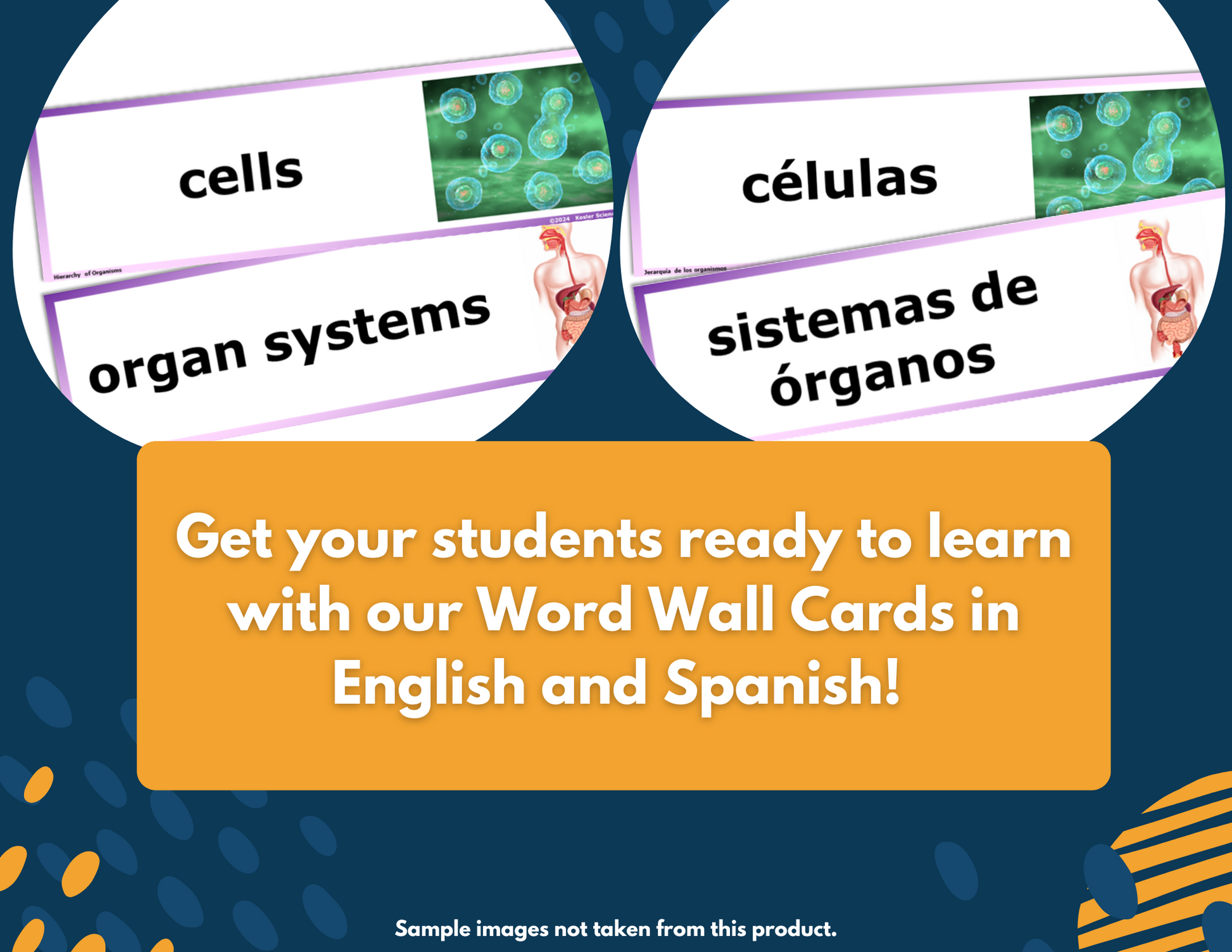 Cell Organelles Complete Science Lesson - New TEKS 8.13A